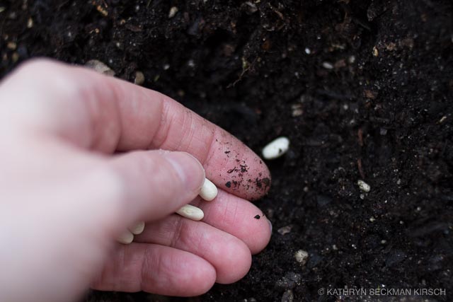 Planting Bean Seeds