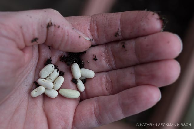 Hand with Bean Seeds