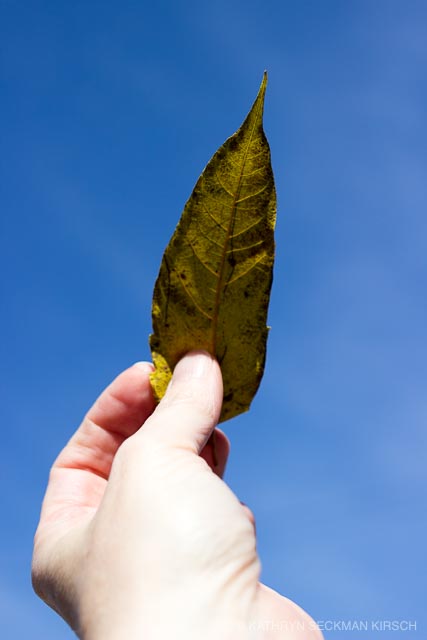Hand with Leaf