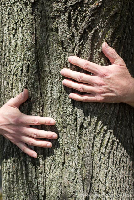 Hug a Tree